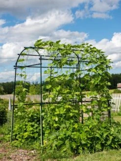 Titan Squash Tunnel -Backyard Bloomers 8596276 0133 tif