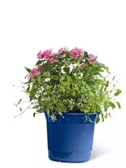 Eezy Gro Self-Watering Planters -Backyard Bloomers 8596425 103 tif