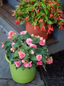 Eezy Gro Self-Watering Planters -Backyard Bloomers 8596427 0034 tif