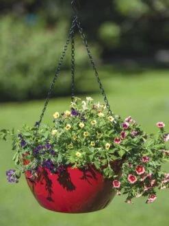 Viva Self-Watering Hanging Basket, 14" Diameter -Backyard Bloomers 8596442 0866 tif