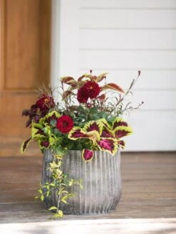 Galvanized Ribbed Planters -Backyard Bloomers 8597435 1693 tif