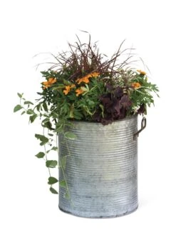 Galvanized Rim Planters -Backyard Bloomers 8597443 1704 tif