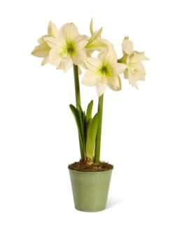 Star Potted Amaryllis -Backyard Bloomers 8597478 2022 lemonstar silo lemon star potted amaryllis