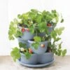 Stacking Strawberry Pot 2 Stacking Strawberry Pot -Backyard Bloomers 8597996 9004 tif