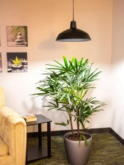 Barnyard Pendant LED Grow Light -Backyard Bloomers 8598025 0256