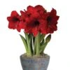 Sweet Delight Bulb Garden -Backyard Bloomers 8598179 valentines 2022