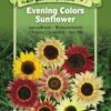 Evening Colors Sunflower Organic Seeds -Backyard Bloomers 8598225 01V tif