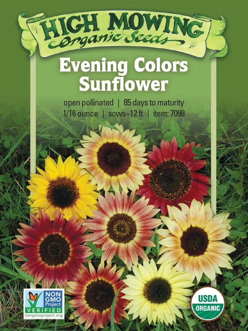 Evening Colors Sunflower Organic Seeds 3 Evening Colors Sunflower Organic Seeds