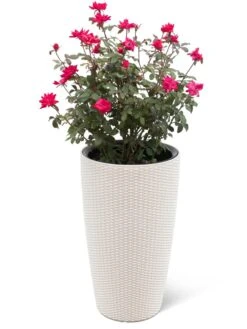 Weave Self-Watering Round Tall Planter, 12-1/2" 5 Weave Self-Watering Round Tall Planter, 12-1/2" -Backyard Bloomers 8598371 3002 tif