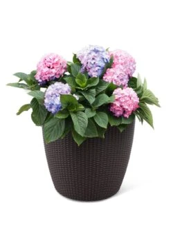 Weave Self-Watering Round Planter, 17" White -Backyard Bloomers 8598372 3001 tif