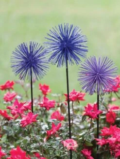 Everbloomin' Alliums, Set Of 3 7 Everbloomin' Alliums, Set Of 3 -Backyard Bloomers 8598435 1000 tif