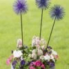 Everbloomin' Alliums, Set Of 3 -Backyard Bloomers 8598435 9007 tif