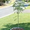 Tree Surround -Backyard Bloomers 8598445 02V tif