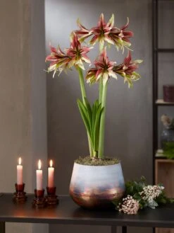 Cybister Potted Amaryllis -Backyard Bloomers 8598561 mystica 2021 14