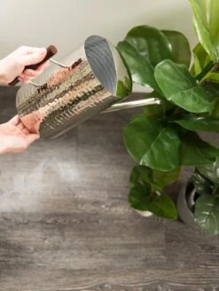 Stainless Steel Watering Can -Backyard Bloomers 8599057 14322 tif