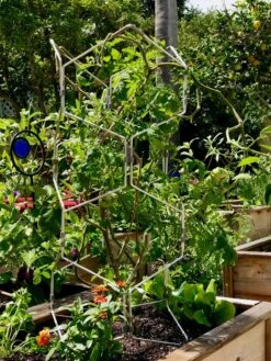 Gardener's Vertex Lifetime Pepper And Eggplant Cage 13 Gardener's Vertex Lifetime Pepper And Eggplant Cage -Backyard Bloomers 8599554 01CUST tif