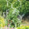 Gardener's Vertex Lifetime Pepper And Eggplant Cage -Backyard Bloomers 8599554 3000 tif