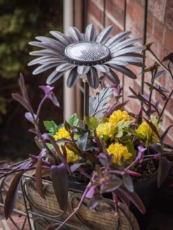 Desert Steel Daisy Solar Light 9 Desert Steel Daisy Solar Light -Backyard Bloomers 8599556 01V tif