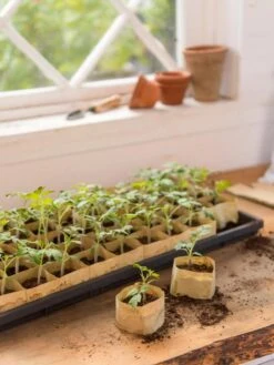 Paper Pots, 50 Cell 11 Paper Pots, 50 Cell -Backyard Bloomers 8599830 0502 paper pots 50 cell tif