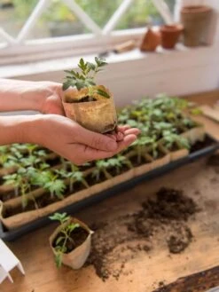 Paper Pots, 50 Cell 13 Paper Pots, 50 Cell -Backyard Bloomers 8599830 0507 tif