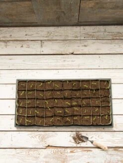 Paper Pots, 50 Cell 12 Paper Pots, 50 Cell -Backyard Bloomers 8599830 18489 tif