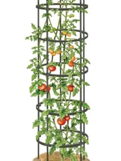 Titan Tall Tomato Cages, Set Of 3 -Backyard Bloomers 8599860 0002 art tif