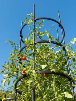 Titan Tall Tomato Cages, Set Of 3 -Backyard Bloomers 8599860 0066 tif