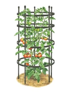 Titan Tomato Cages, Set Of 3 -Backyard Bloomers 8599861 0001 art tif