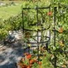 Titan Tomato Cages, Set Of 3 1 Titan Tomato Cages, Set Of 3 -Backyard Bloomers 8599861 0049 tif