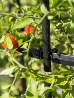 Titan Tomato Cages, Set Of 3 -Backyard Bloomers 8599861 0079 tif