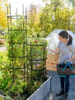 Titan Tomato Cages, Set Of 3 -Backyard Bloomers 8599861 0114 tif