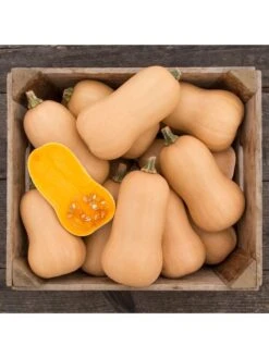 Brulee Butternut Squash Organic Seeds 7 Brulee Butternut Squash Organic Seeds -Backyard Bloomers 8599867 01v