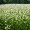 Common Buckwheat Organic Seeds 2 Common Buckwheat Organic Seeds -Backyard Bloomers 8599871 02v common buckwheat organic seeds