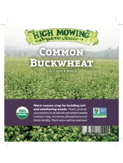 Common Buckwheat Organic Seeds -Backyard Bloomers 8599871 04v