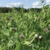 Field Peas, Oats And Vetch Mix Organic Seeds -Backyard Bloomers 8599874 01V tif
