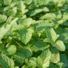 Lemon Balm Organic Seeds 2 Lemon Balm Organic Seeds -Backyard Bloomers 8599880 01V tif
