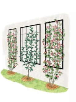 Exeter Wall Trellis -Backyard Bloomers 8600049 50 0001 art tif