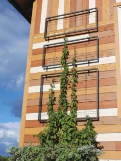 Exeter Wall Trellis -Backyard Bloomers 8600049 7121 tif