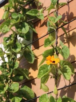 Exeter Wall Trellis -Backyard Bloomers 8600049 7127 tif