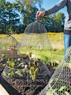 Chicken Wire Cloche With Extension -Backyard Bloomers 8600116 0604 3 4