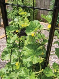 Gardener’s Victory Self-Watering Planter With Vine Trellis -Backyard Bloomers 8600176 6853