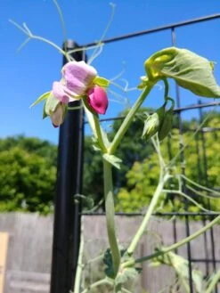 Gardener’s Victory Self-Watering Planter Garden With Vine Trellis -Backyard Bloomers 8600177 6588 tif 1