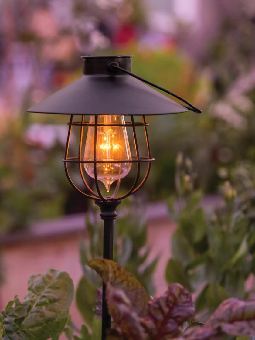 Backyard Bloomers -Backyard Bloomers 8600215 0724 tif