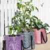 Reinforced Colorful Grow Bags 2 Reinforced Colorful Grow Bags -Backyard Bloomers 8600229 19957 tif