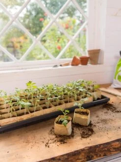 Paper Pots Starter Set -Backyard Bloomers 8600273 0307 tif