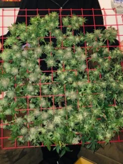 Hemp Success Kit -Backyard Bloomers 8600301 02TEST tif