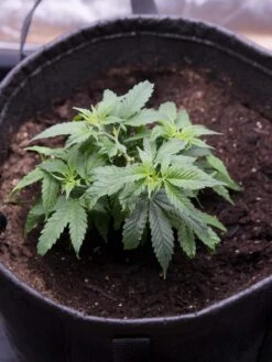 Hemp Success Kit -Backyard Bloomers 8600301 0584 tif