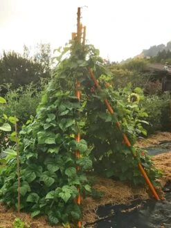 Annabel Tipi Trellis -Backyard Bloomers 8600521 02V tif