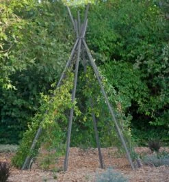 Annabel Tipi Trellis -Backyard Bloomers 8600521 07V jpg