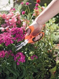 Gardener's Multi Purpose Scissors -Backyard Bloomers 8608655 19551 tif